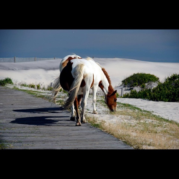 Meet your Posher, Jessica - Picture 5 of 8